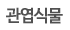 관엽식물