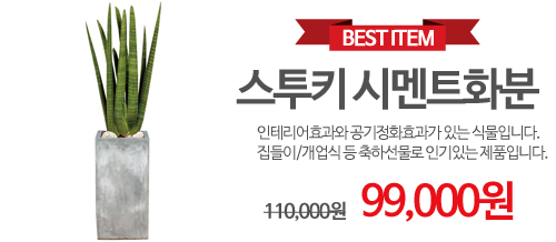 스투키시멘트