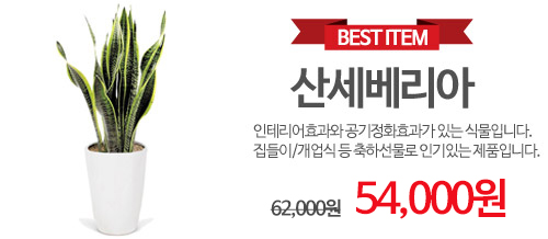 산세베리아