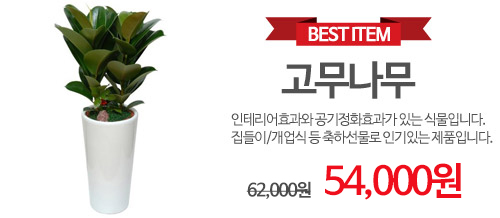 고무나무