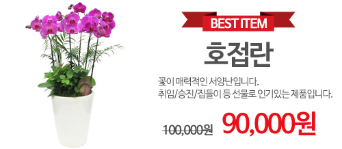 호접란